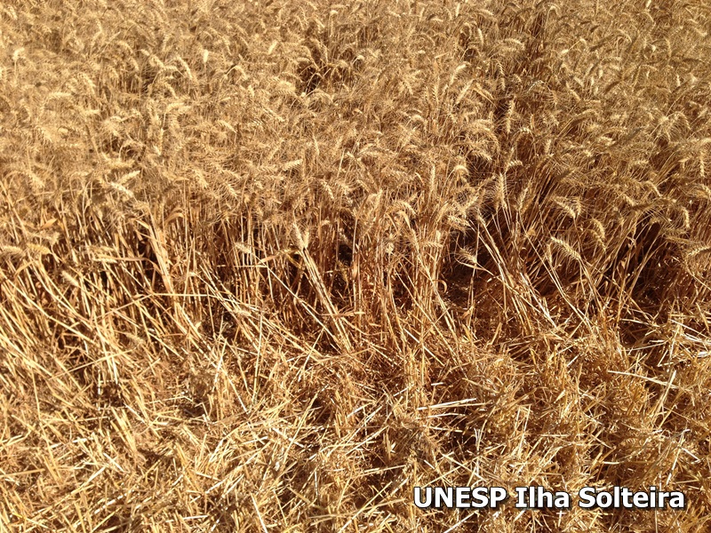 conird_2014 (33).JPG